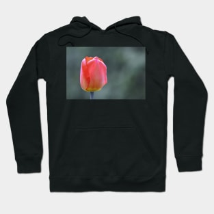 Tulip Hoodie